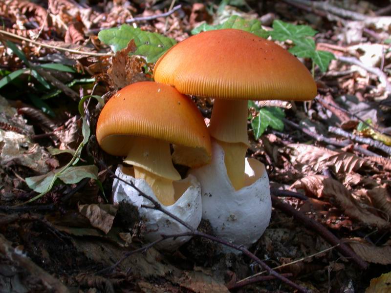 Escursione autunnale in Corsica - 3